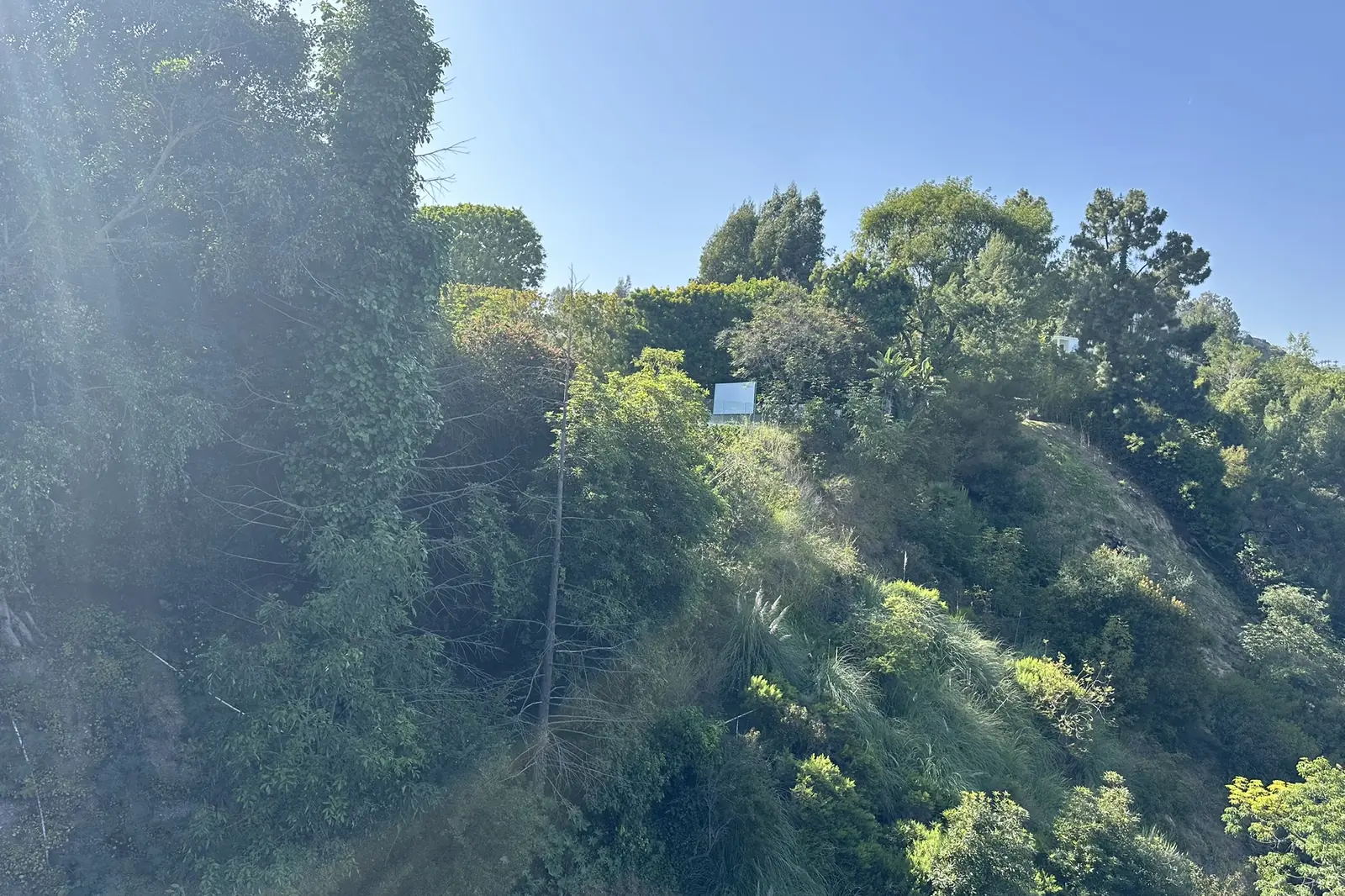 A steep slope covered in trees and brush at an Akopi Builders hillside custom home site in Bel Air.